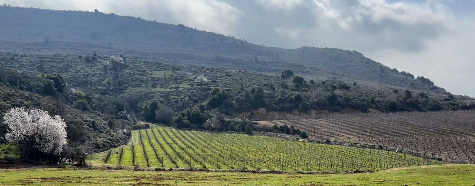 יקב ליברו — תמונת כותרת