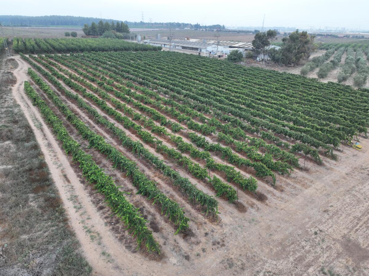 יקב ליבנה — תמונת כותרת